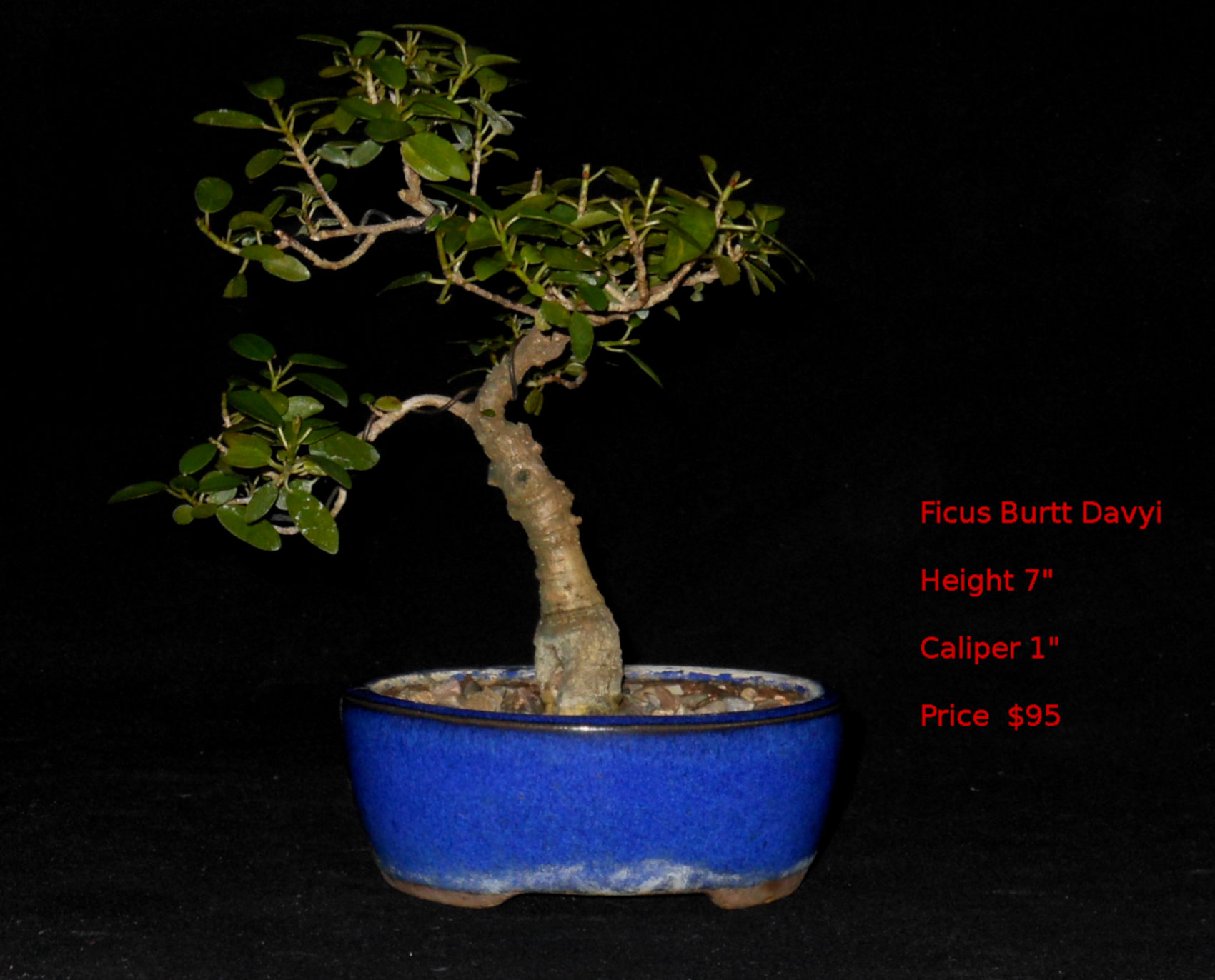 BD7384 Ficus Burtt Davyi