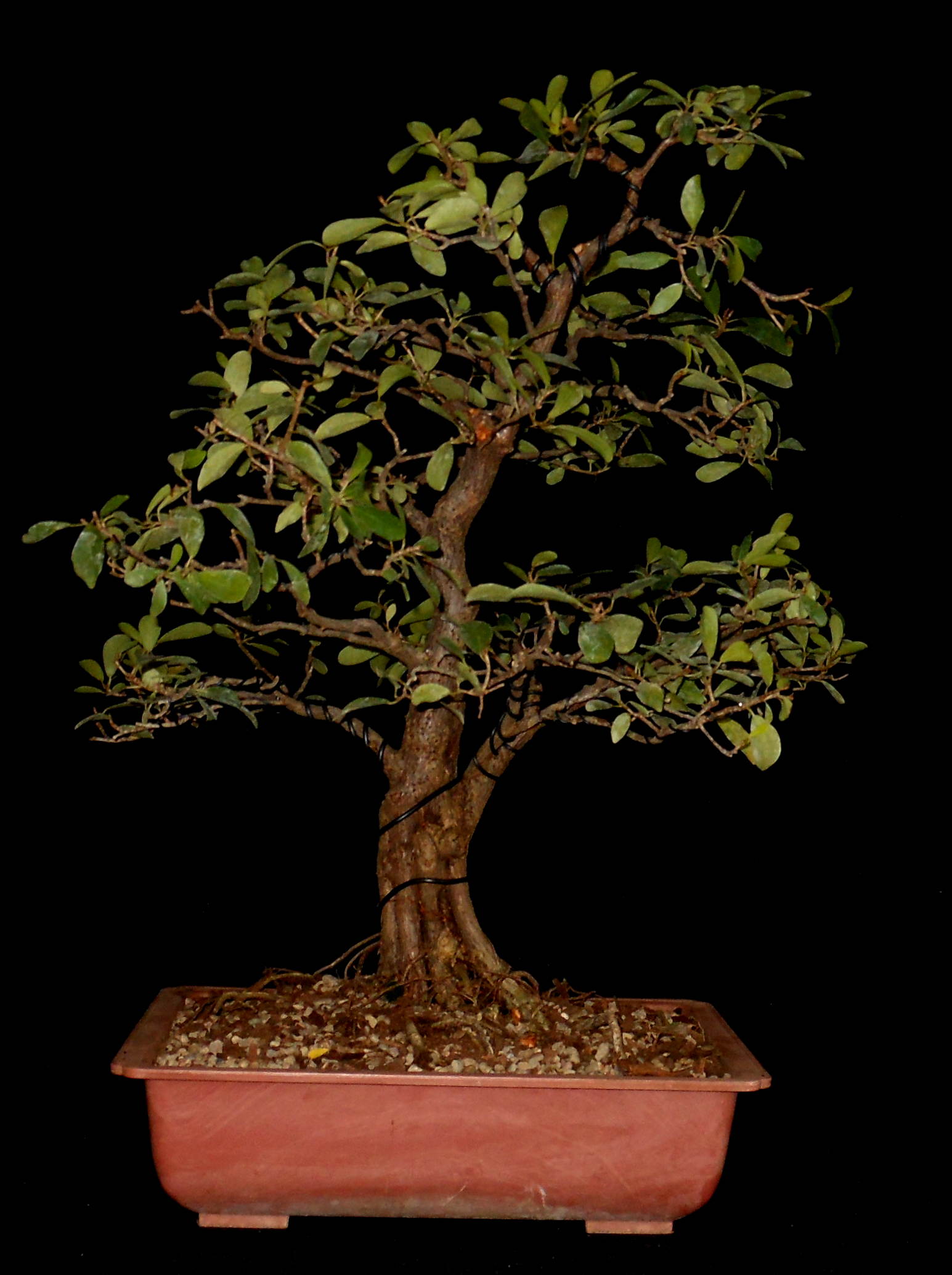 FN6489 Ficus Natalensis