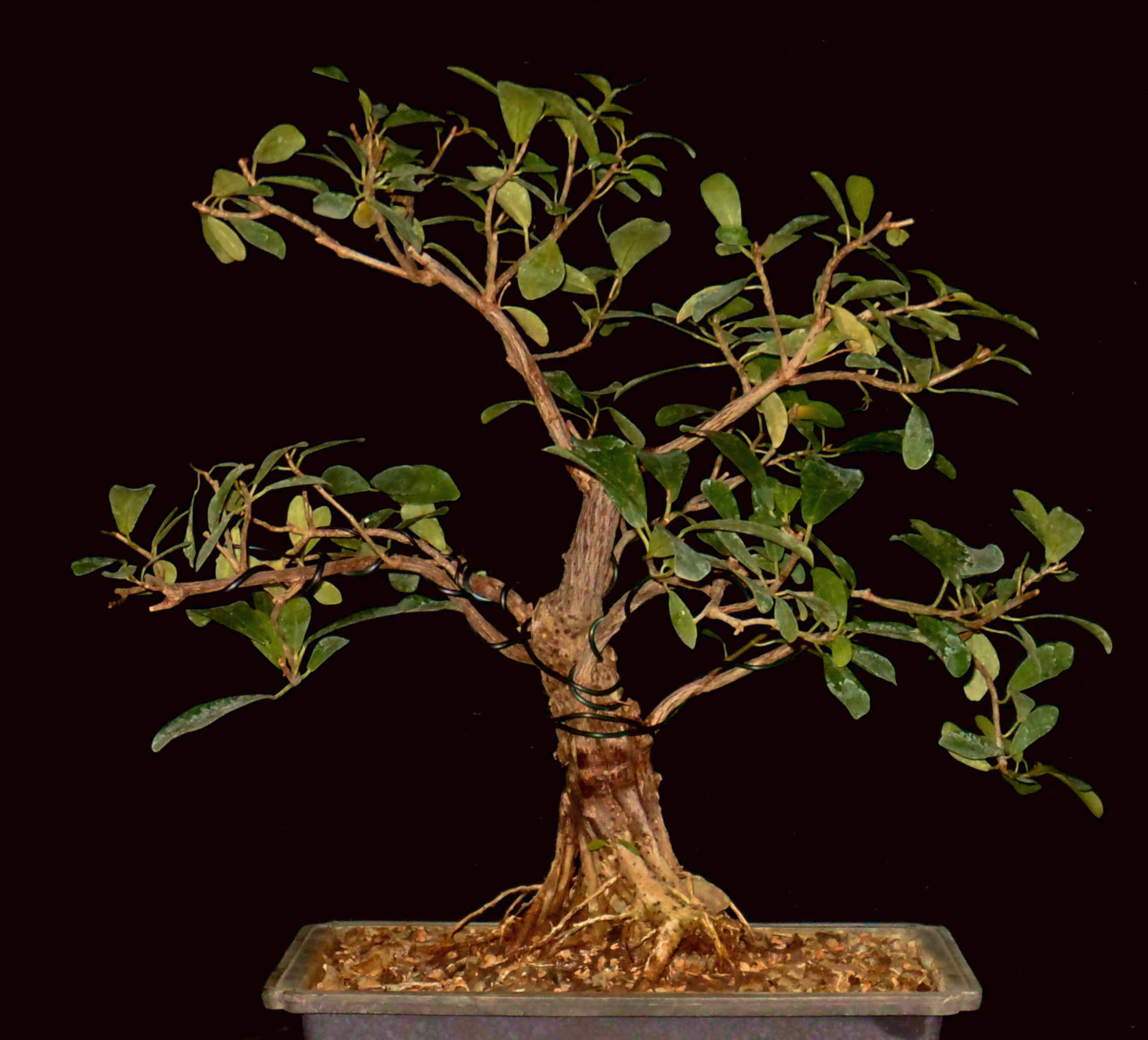 FN6547 Ficus Natalensis
