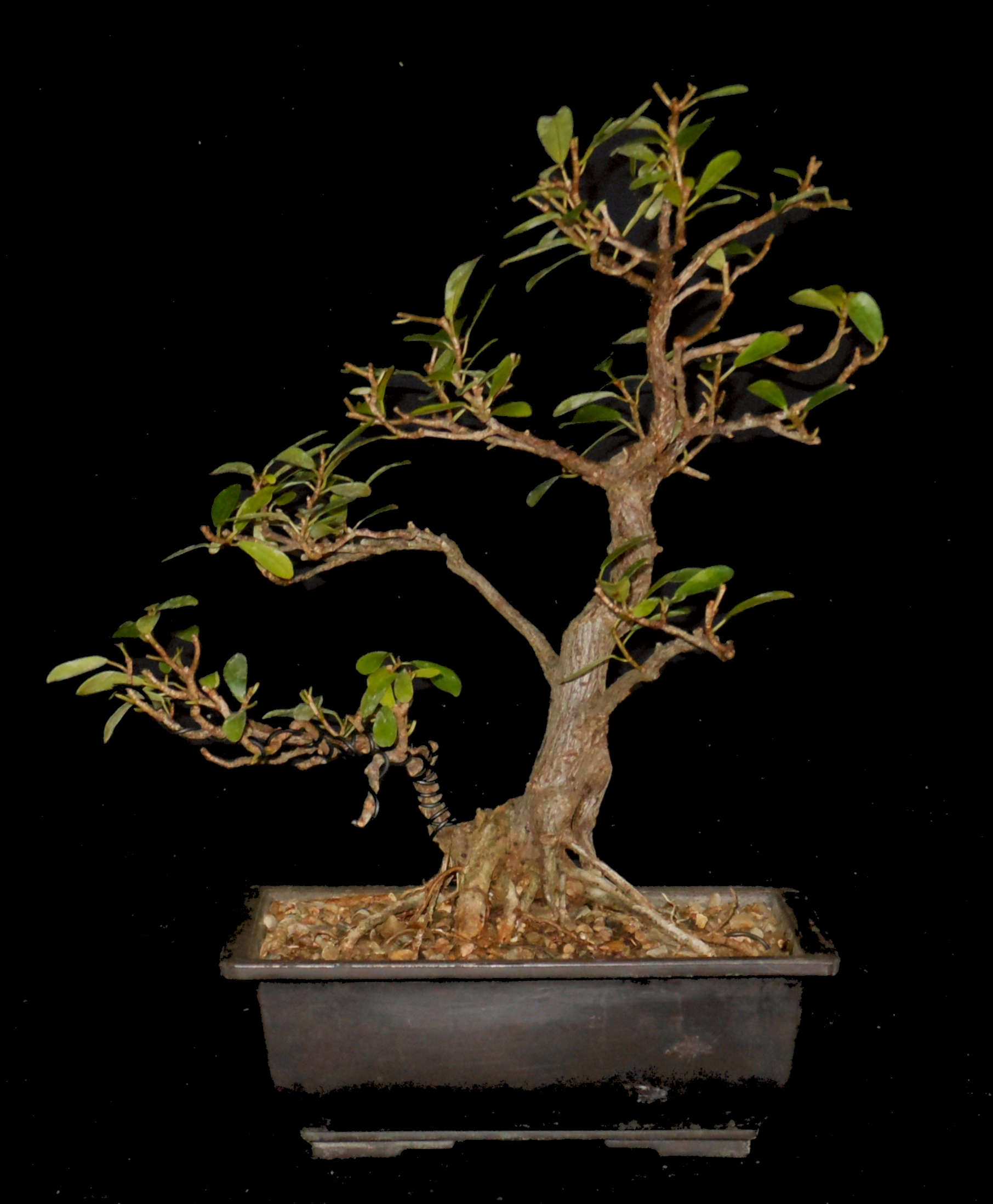 FN6589 Ficus Natalensis