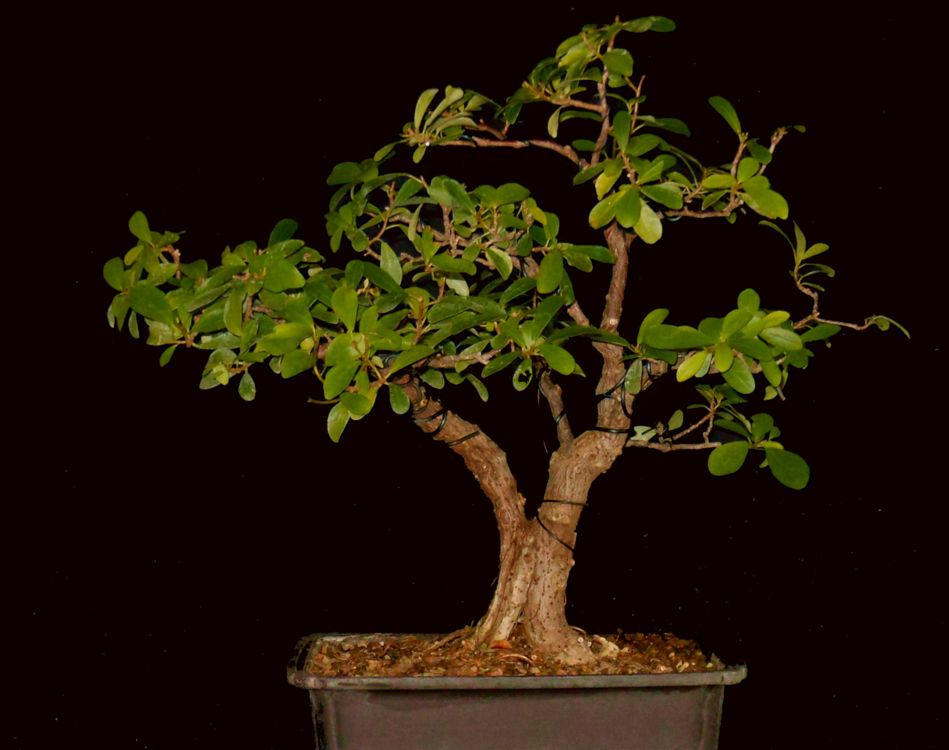 FN6686 Ficus Nataensis