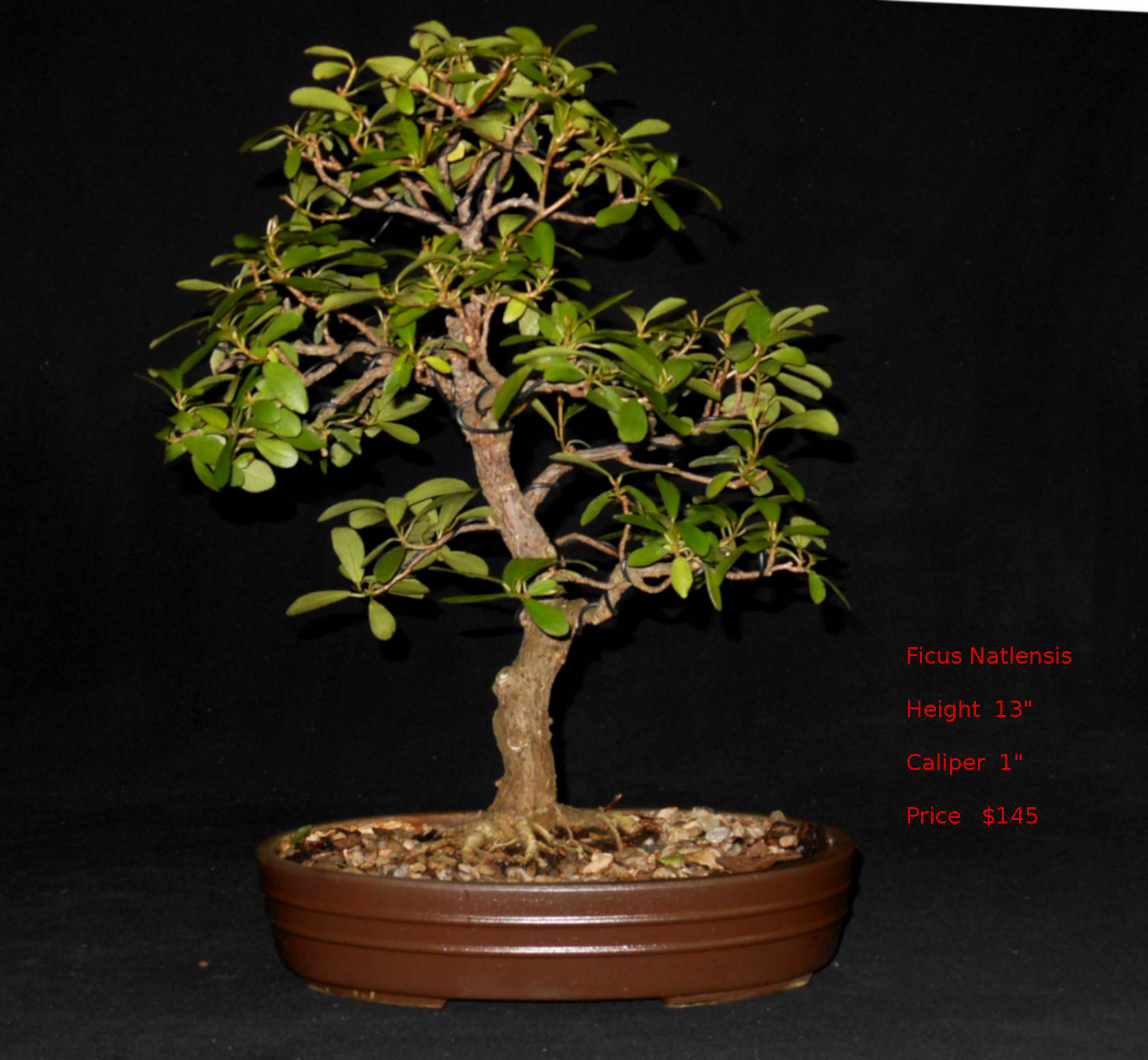 FN7317 Ficus Natlensis