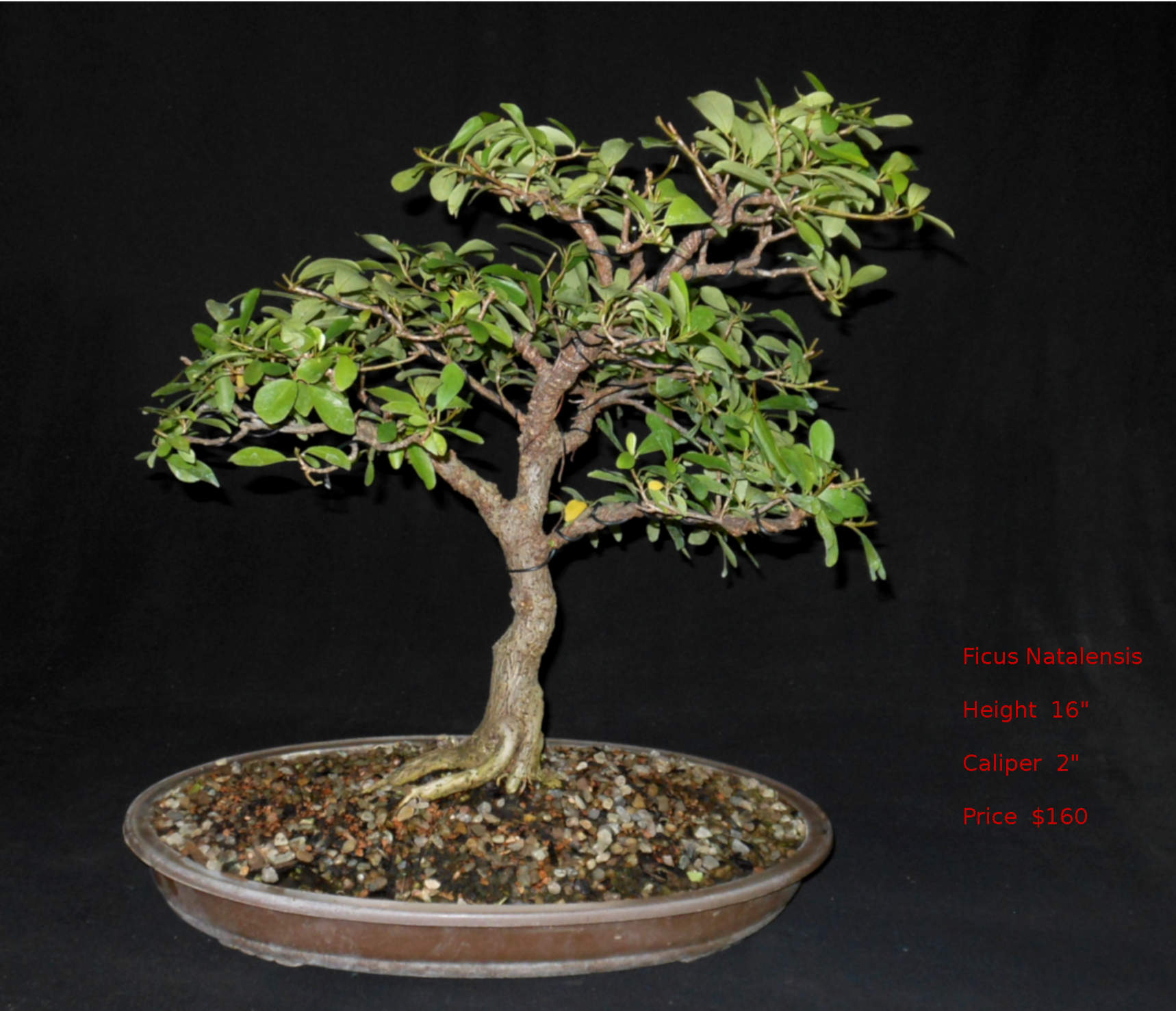 FN7372 Ficus Natalensis