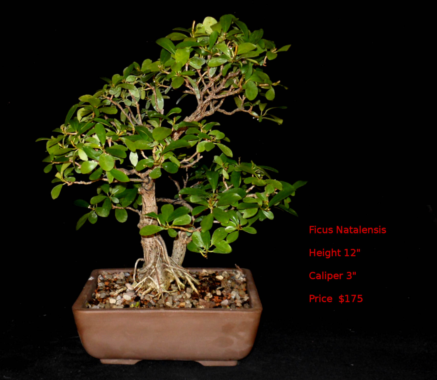 FN7397 Ficus Natalensis