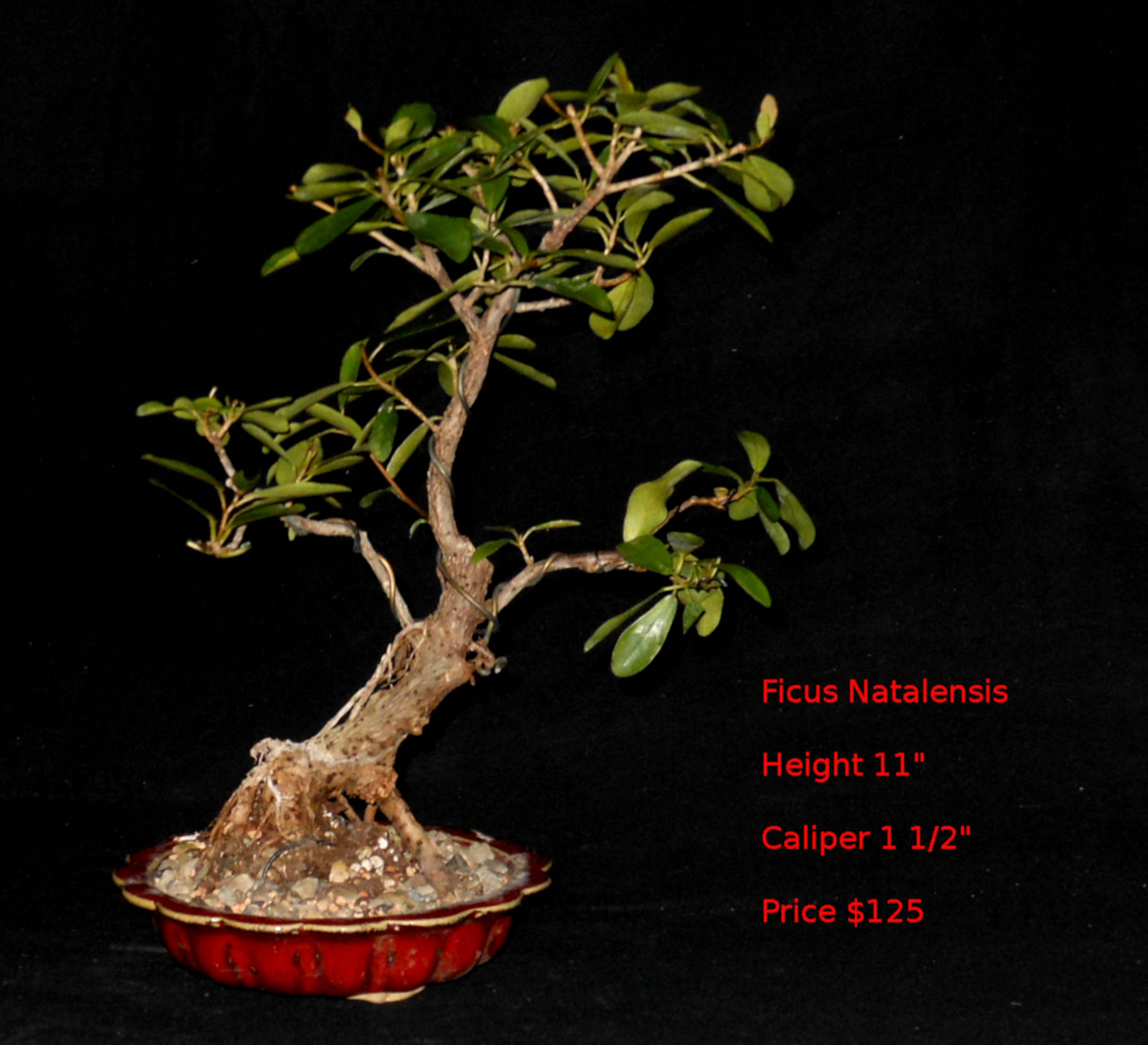 FN7456 Ficus Natalensis