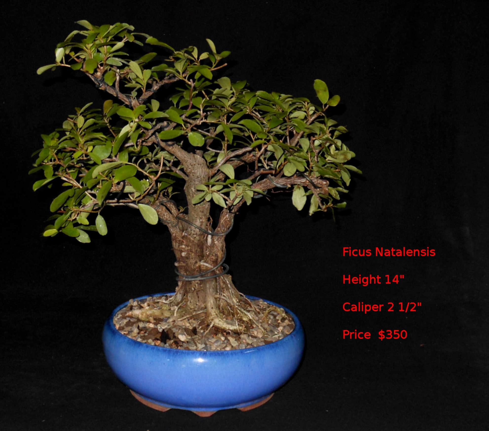 FN7462 Ficus Natalensis