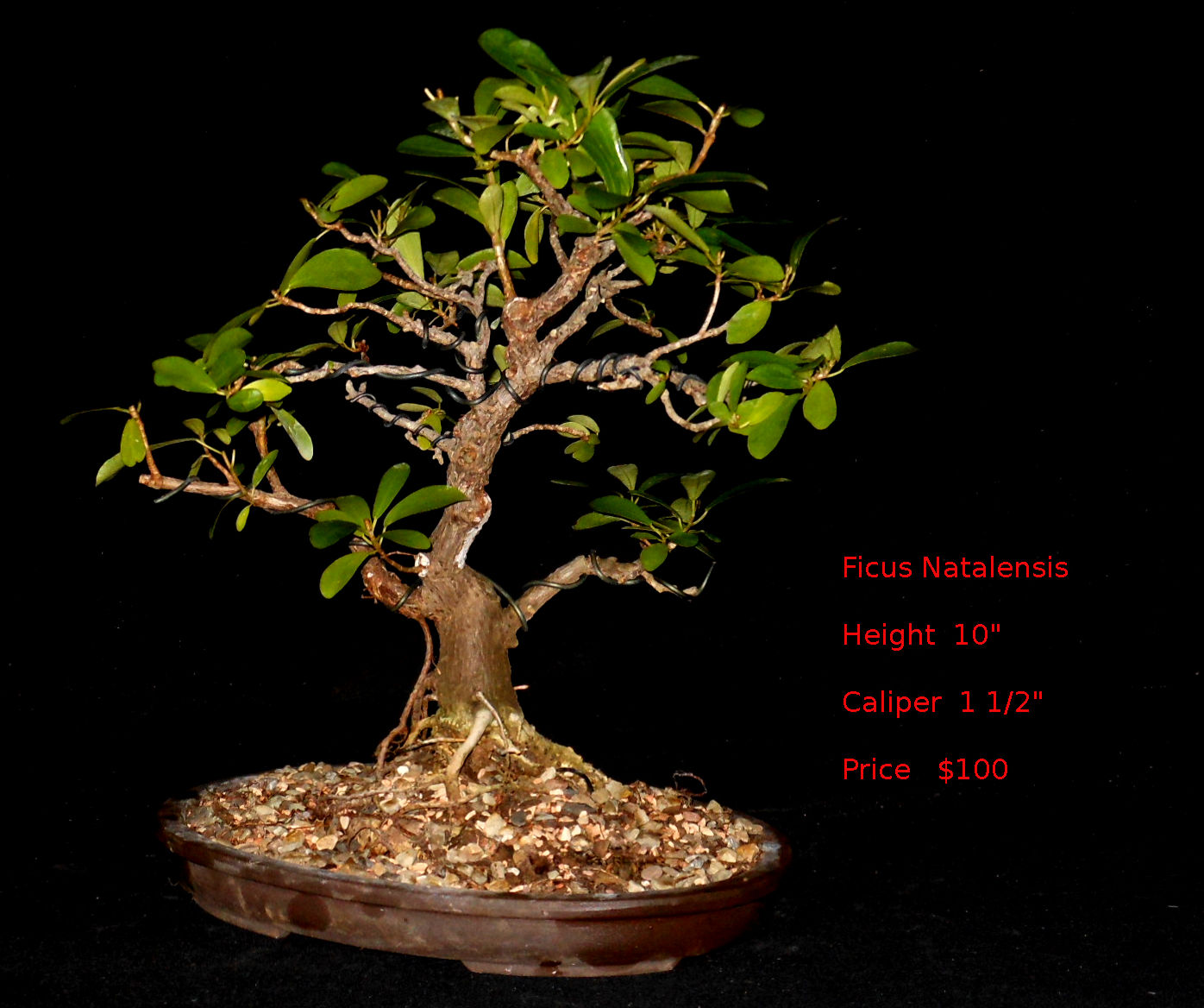 FN7489 Ficus Natalensis