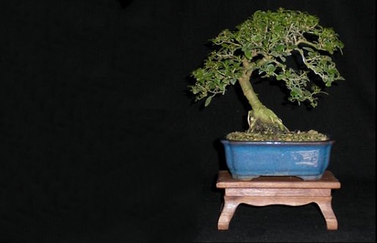care and maintenance of bonsai