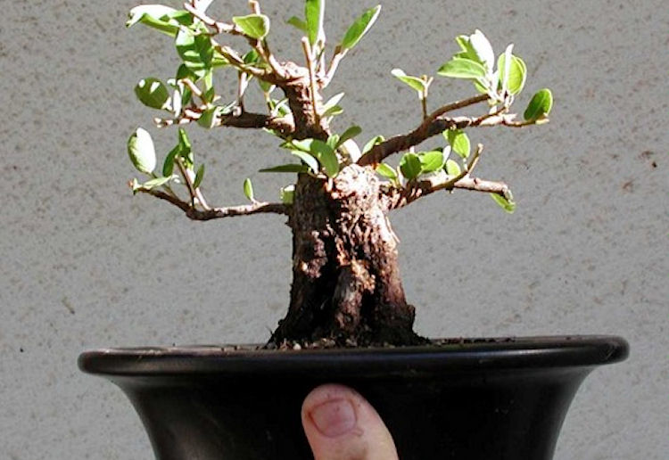 styling of bonsai
