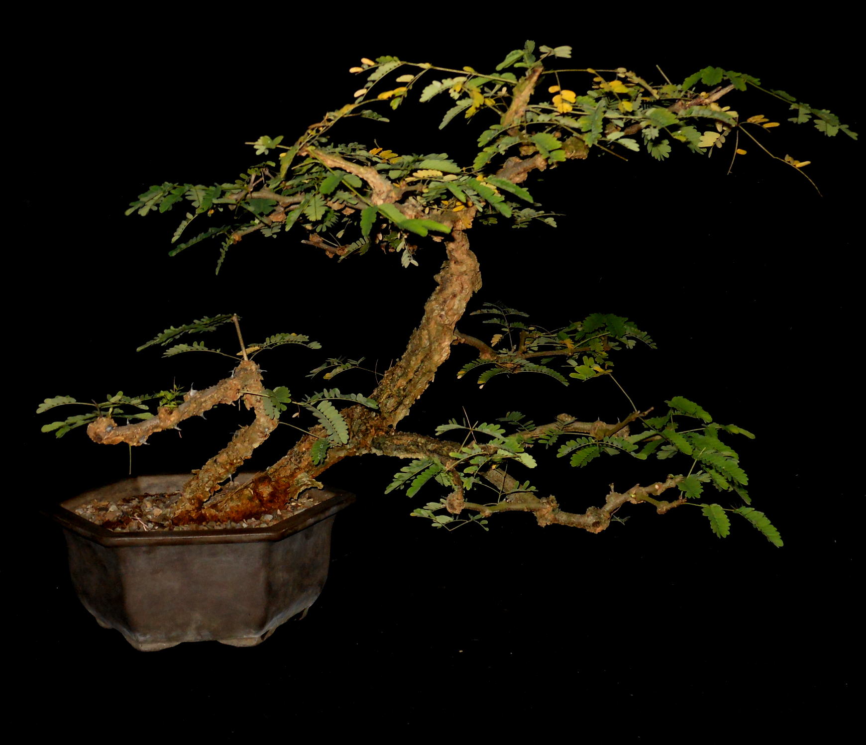 AG6545 Ficus Natalensis