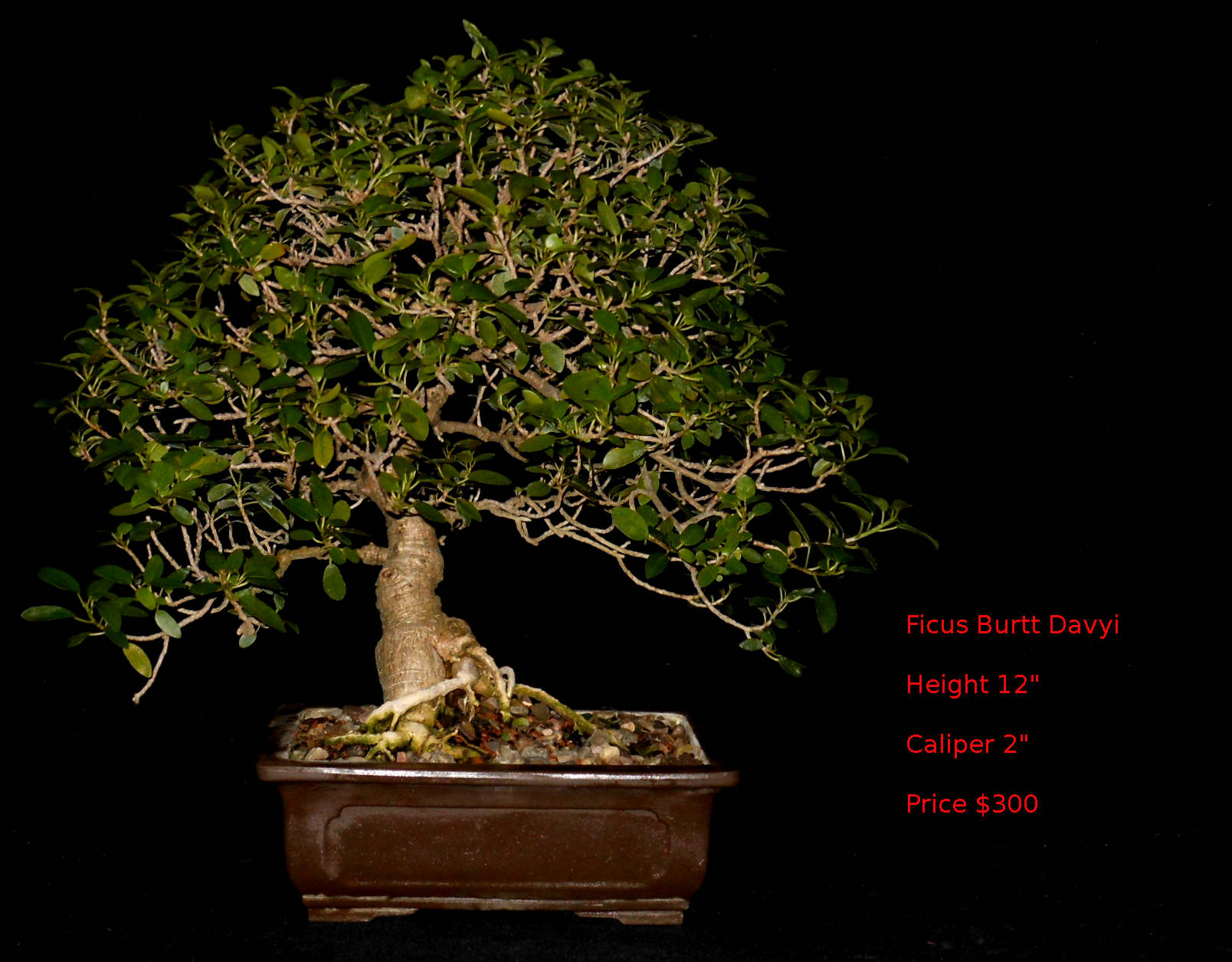 BD7470 Ficus Burtt Davyi