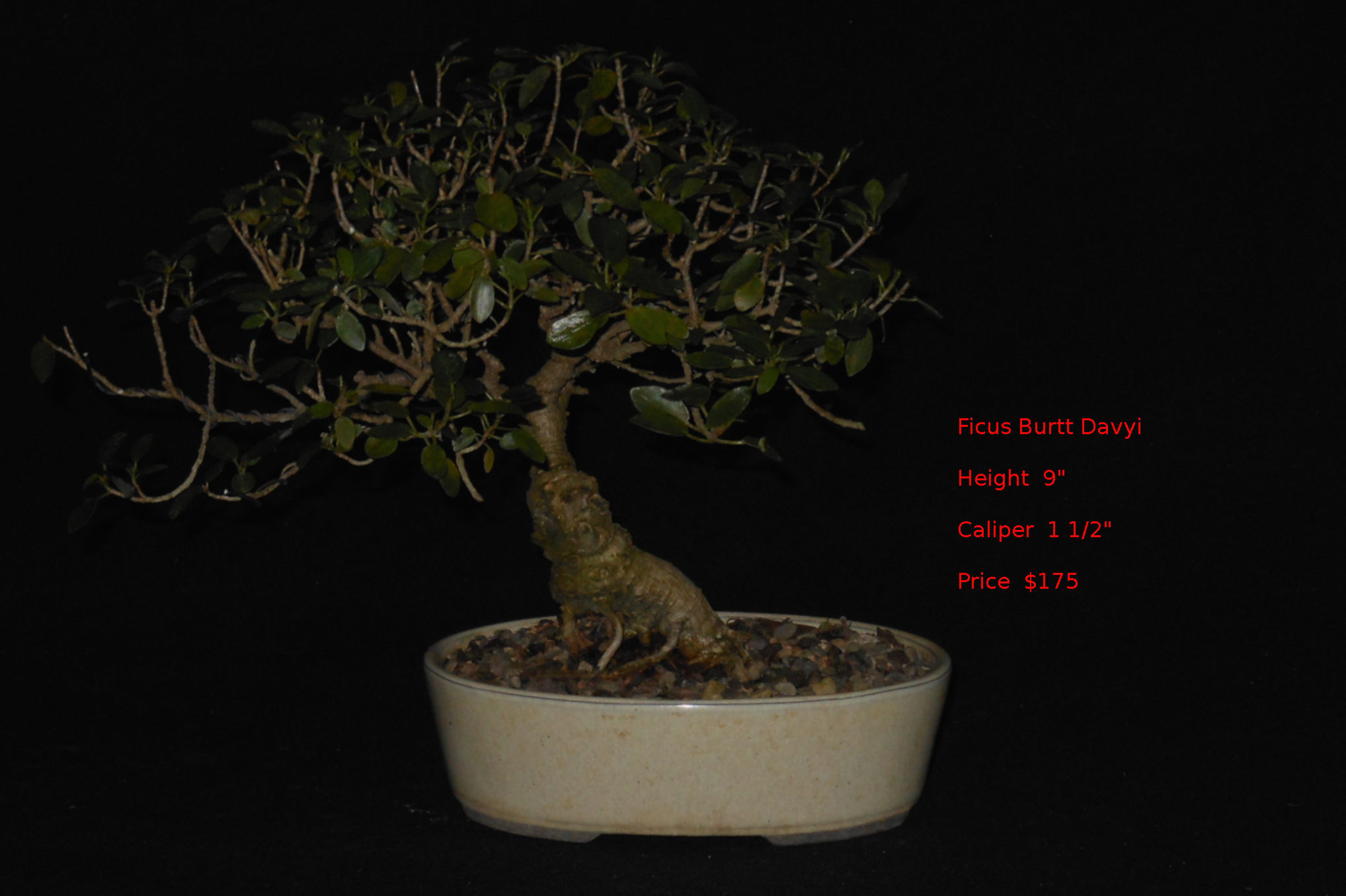 BD7491 Ficus Burtt Davyi