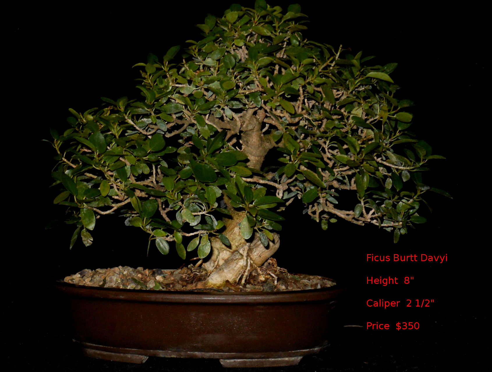 BD7500 Ficus Burtt Davyi