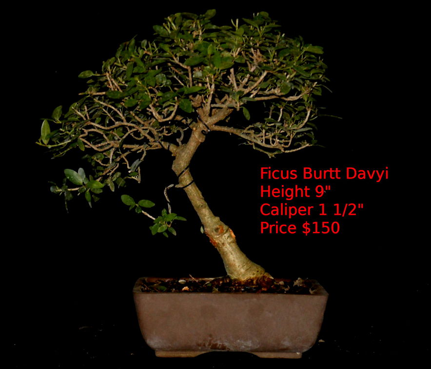 BD7601 Ficus Burtt Davyi