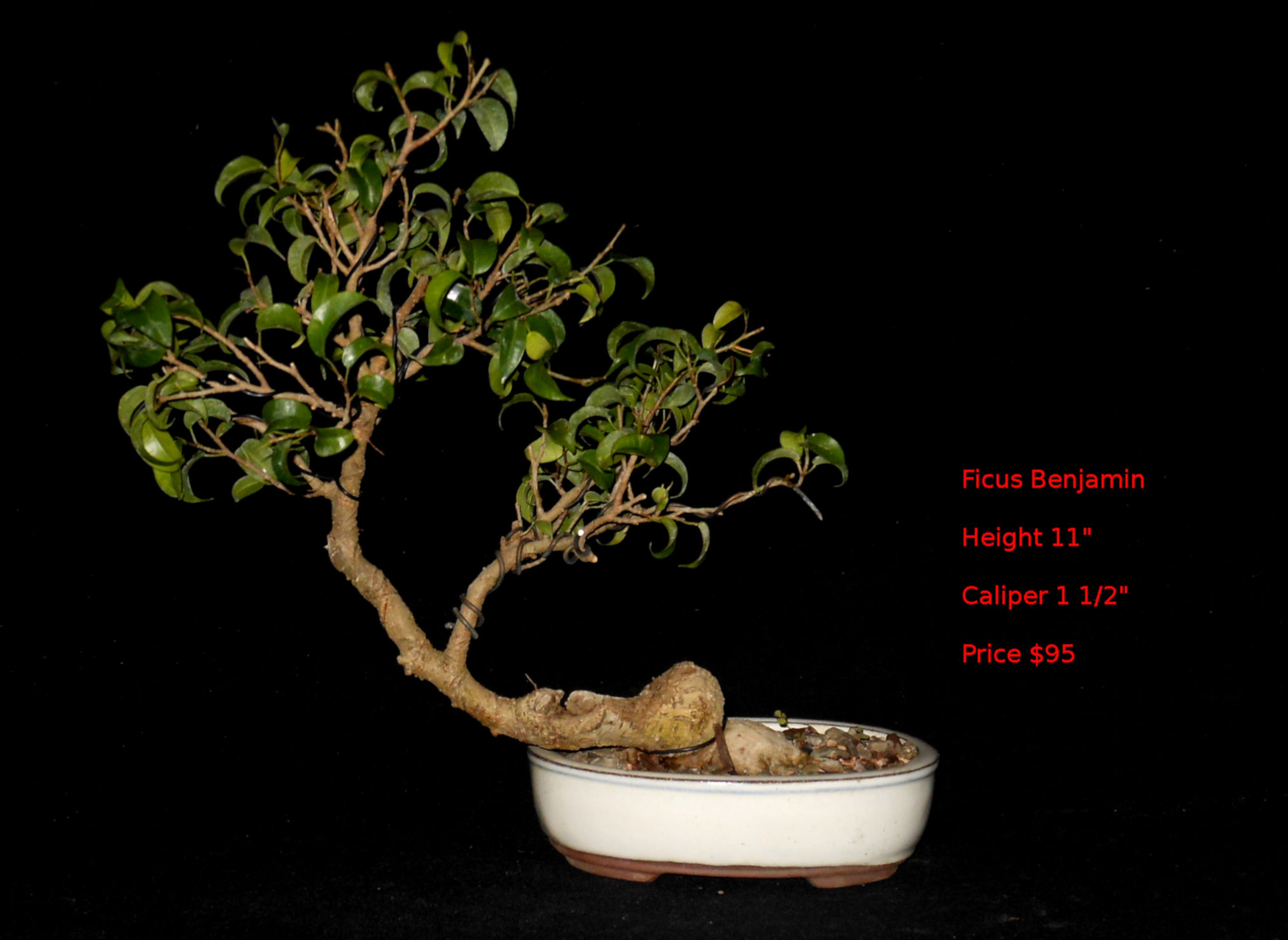FBENN7465 Ficus Benjamin