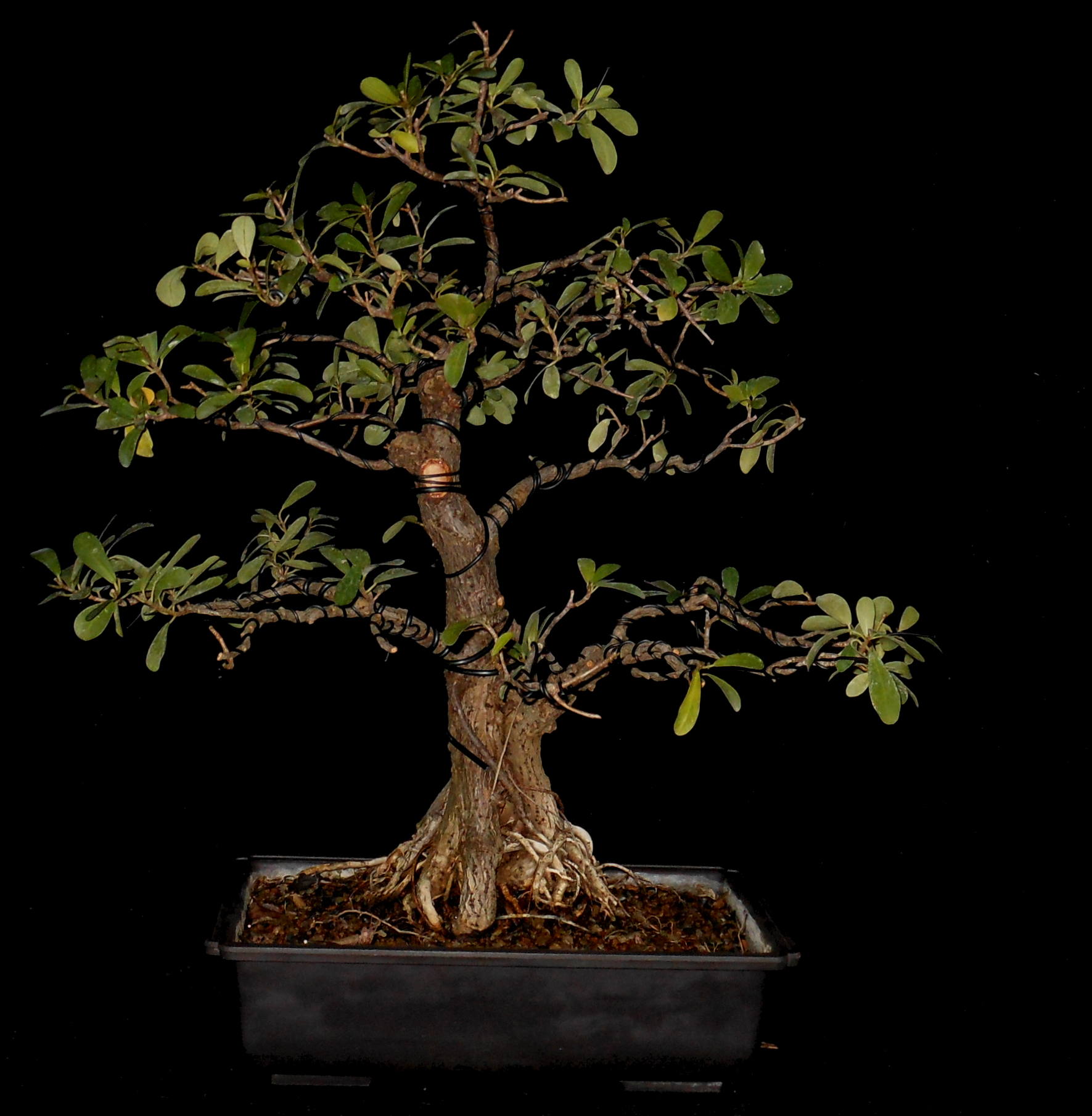 FN6466 Ficus Natalensis