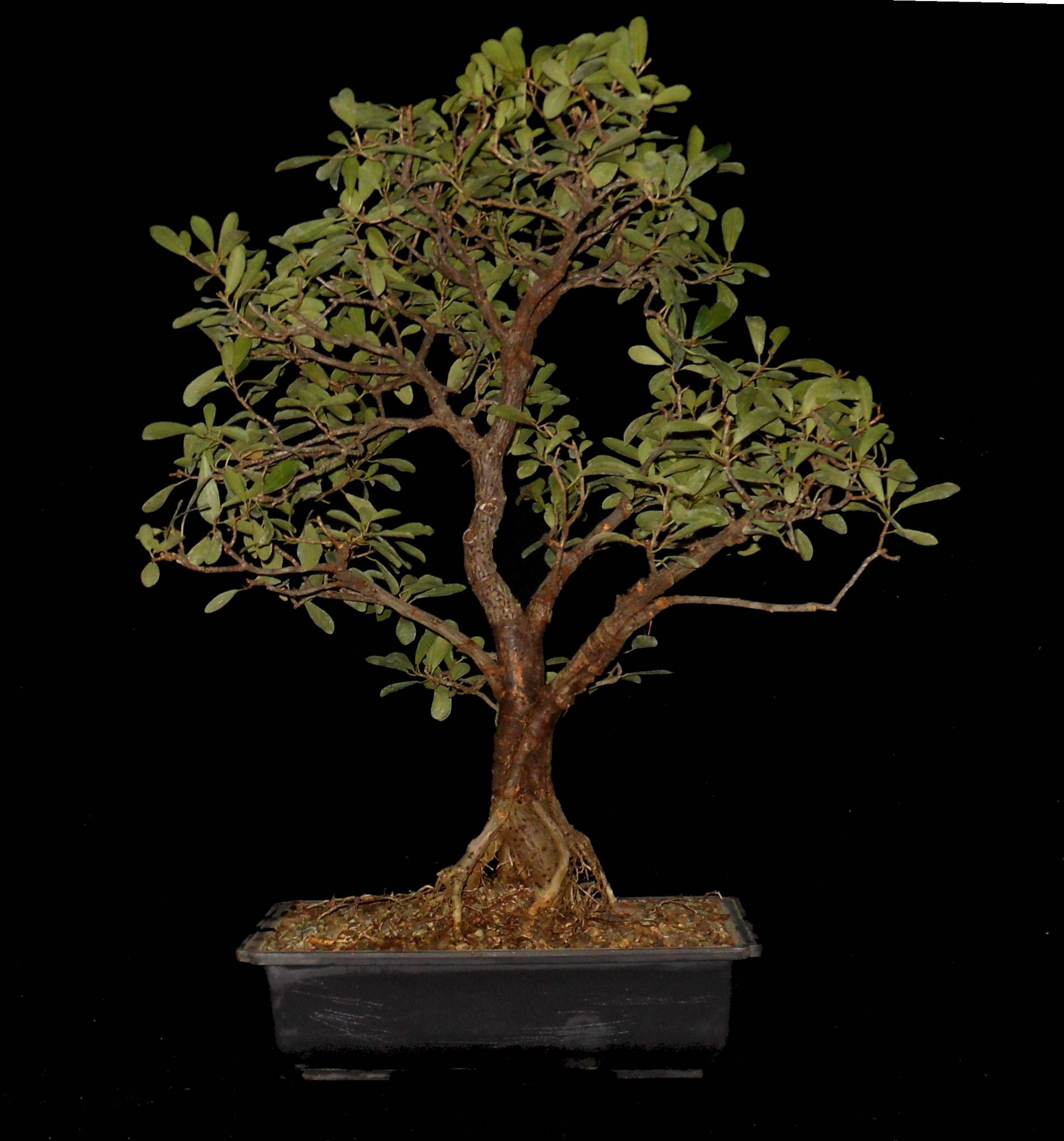 FN6510 Ficus Natalensis