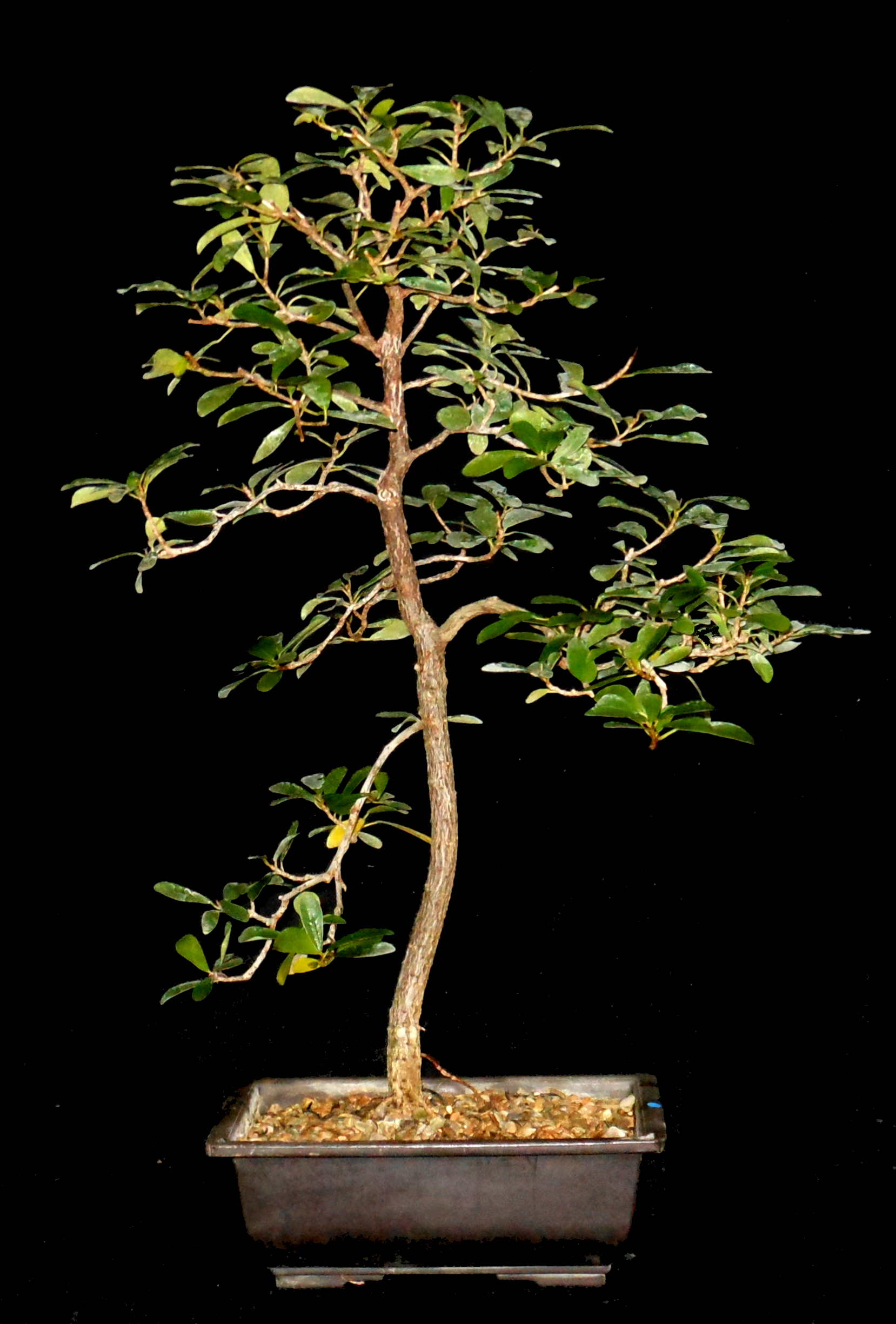 FN6538 Ficus Natalensis