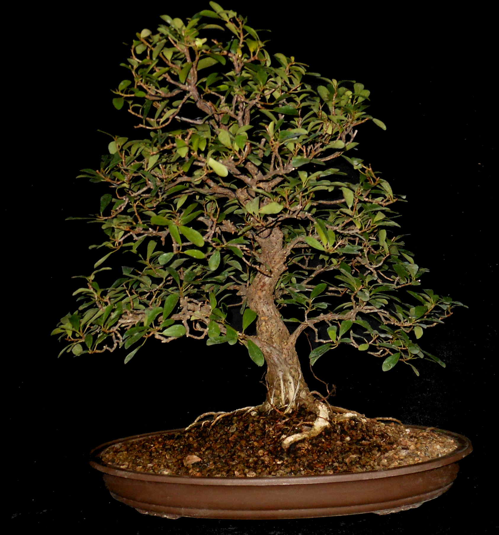 FN6542 Ficus Natalensis
