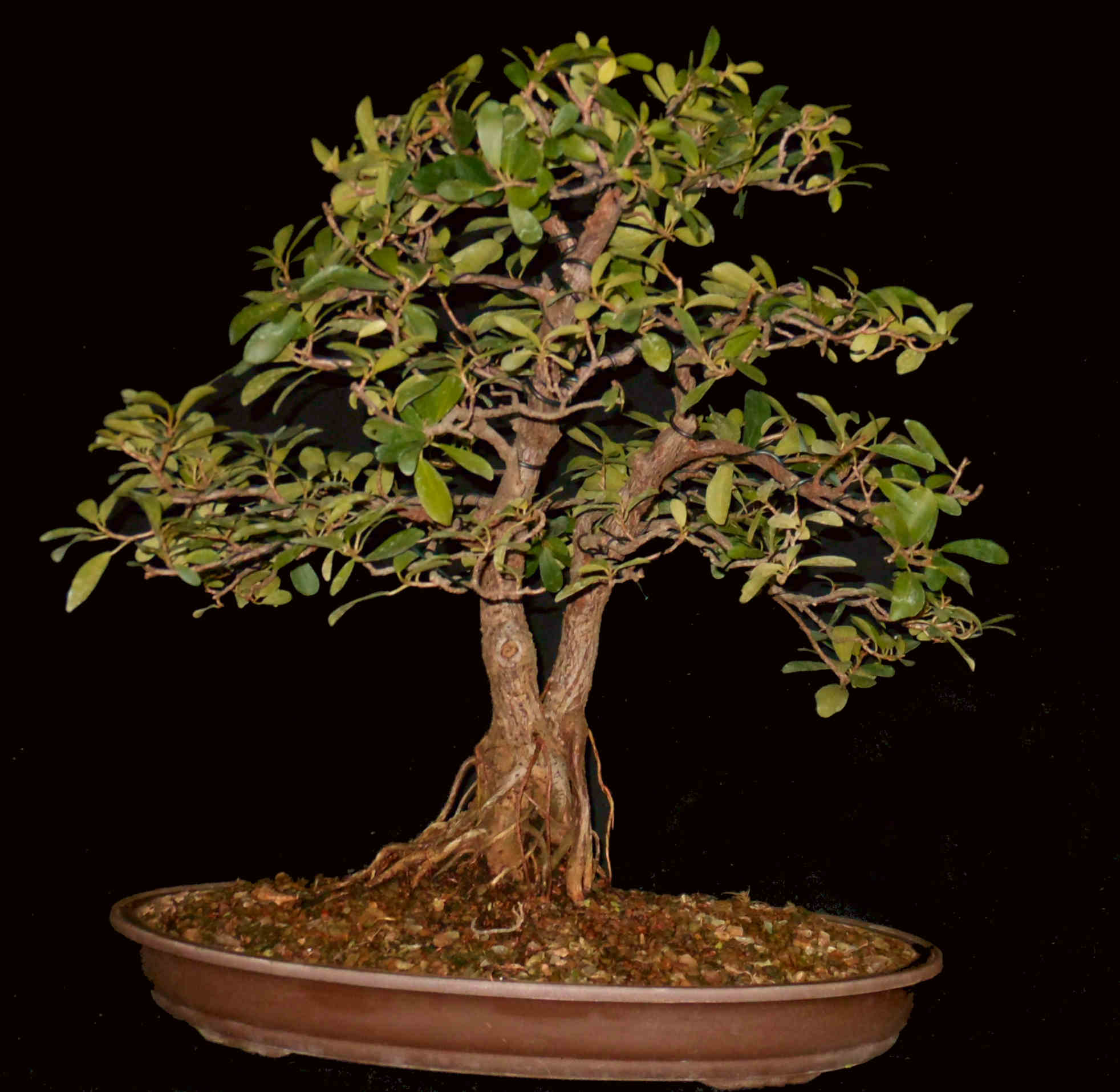 FN6559 Ficus Natalensis