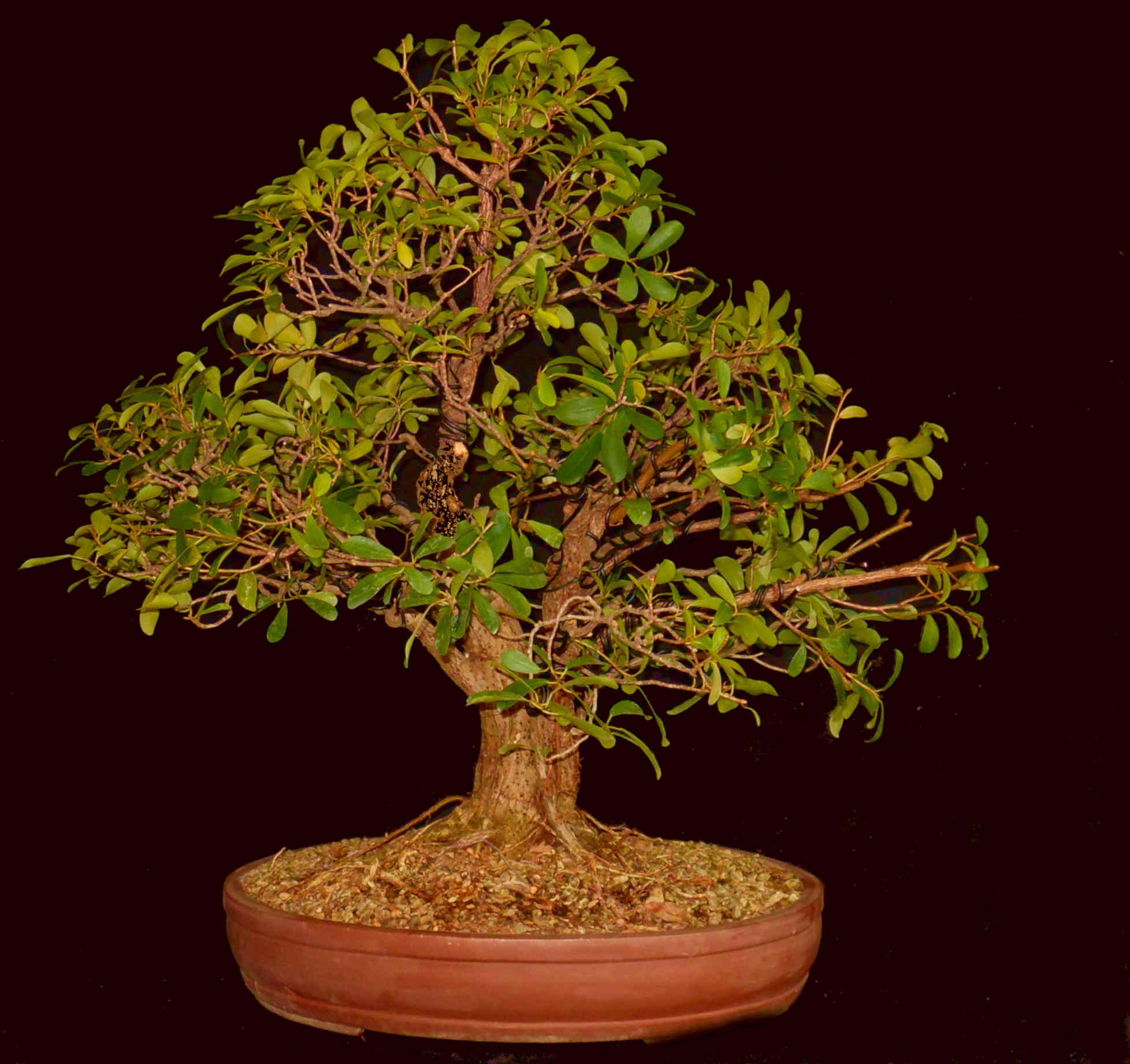FN6576 Ficus Natalensis