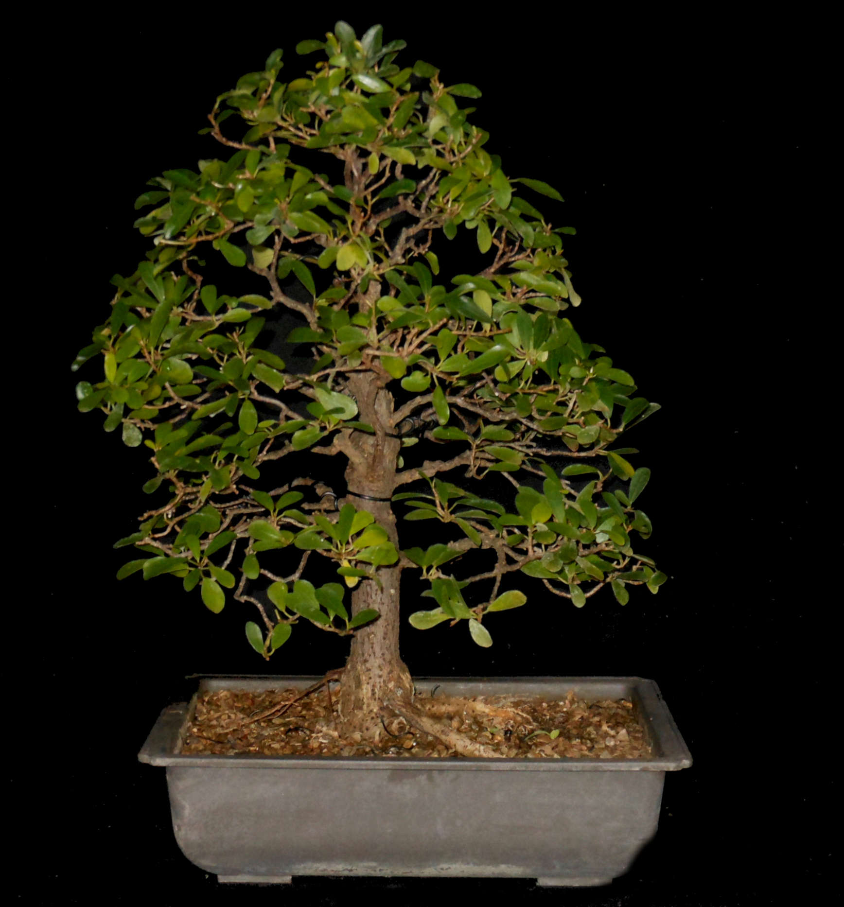 FN6680 Ficus Natalensis