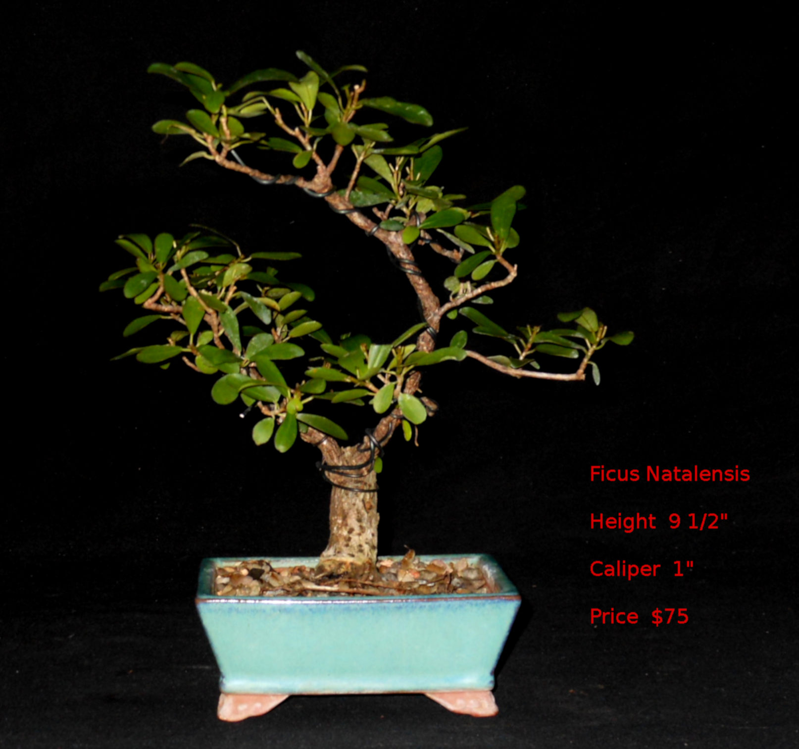 BD7333 Ficus Natalensis
