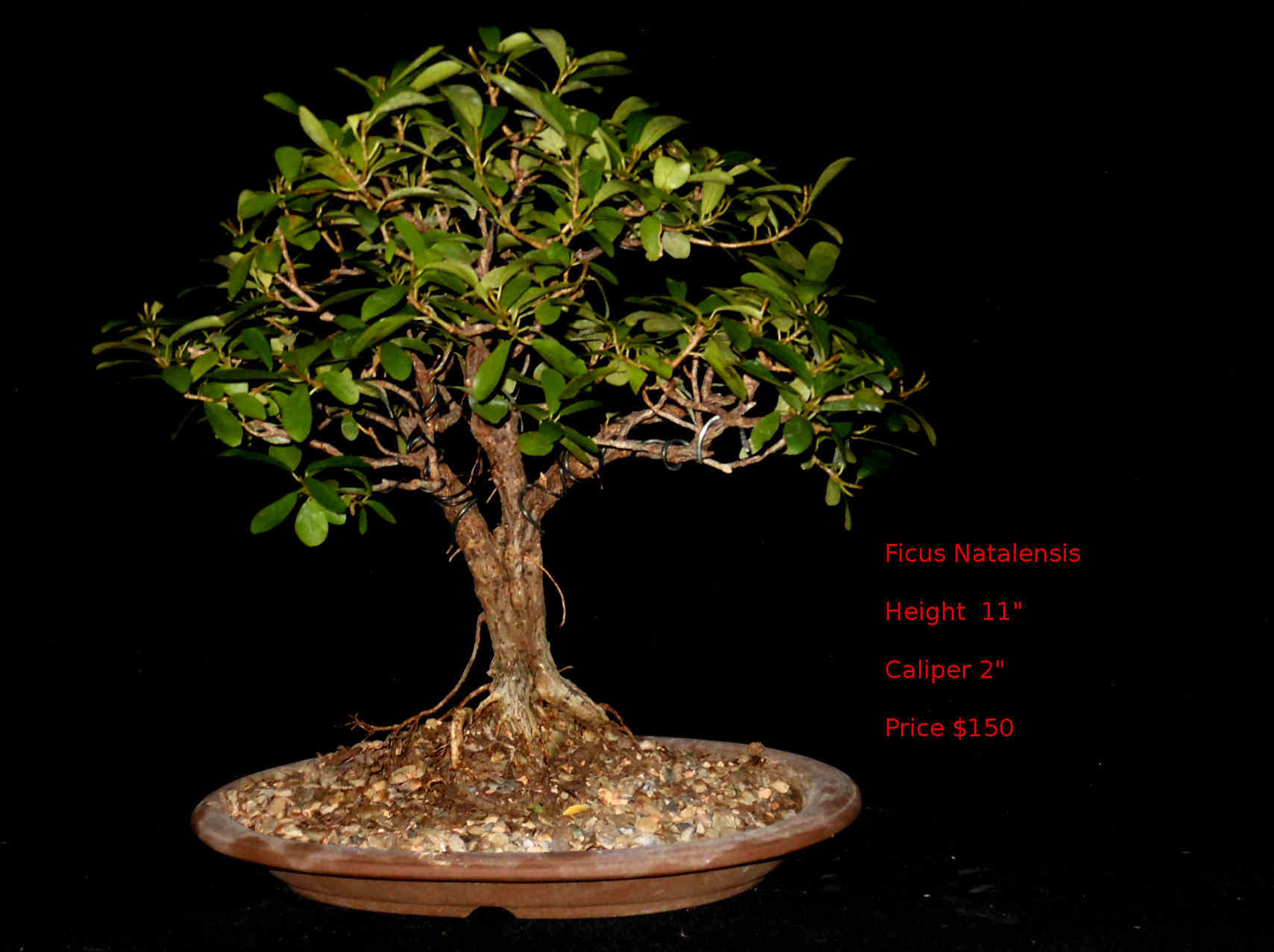 FN7422 Ficus Natalensis