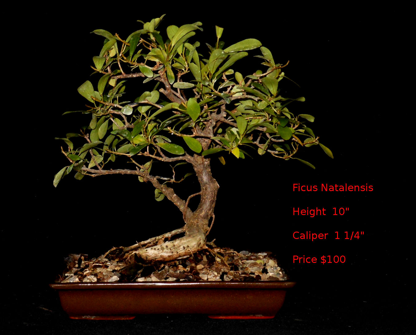 FN7511 Ficus Natalensis