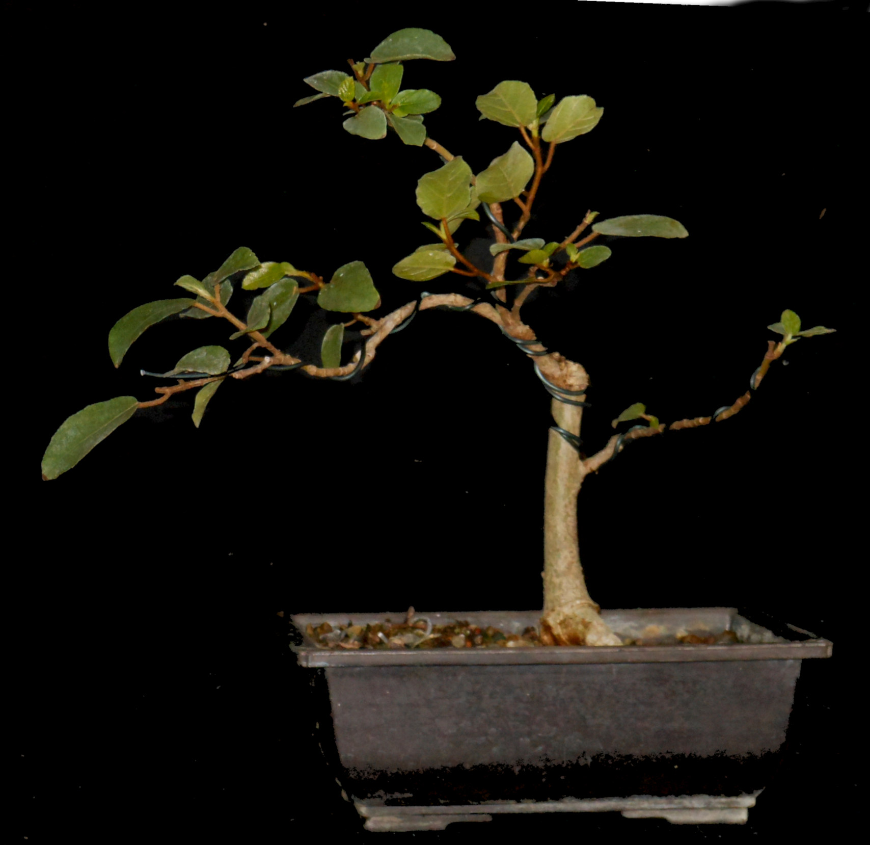 FS6598 Ficus Sycomorous
